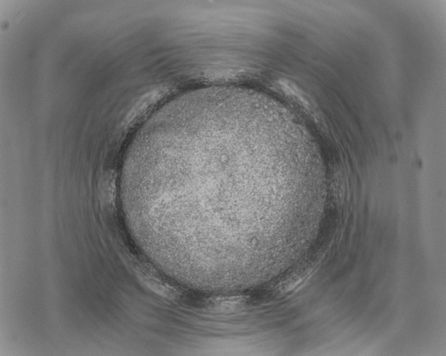 X0000073450495200608111354