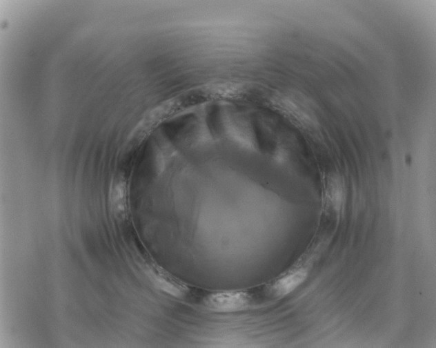 X0000073450526200608111353