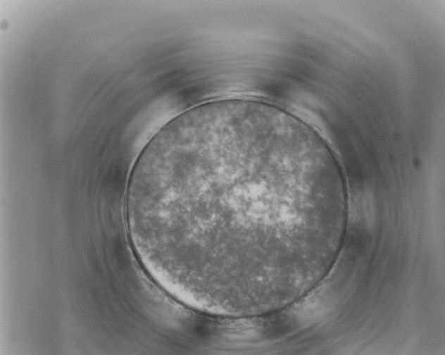 X0000073451338200608111341