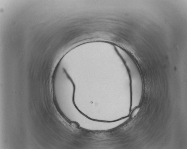 X0000073451516200608111337