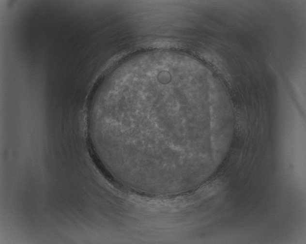 X0000073450016200608181250