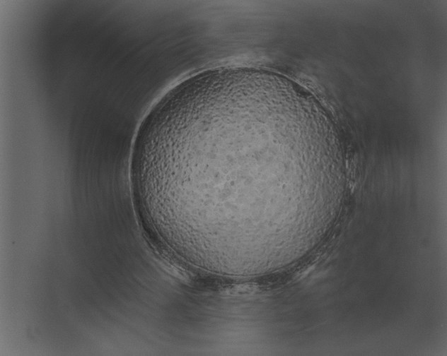 X0000073450196200608181247