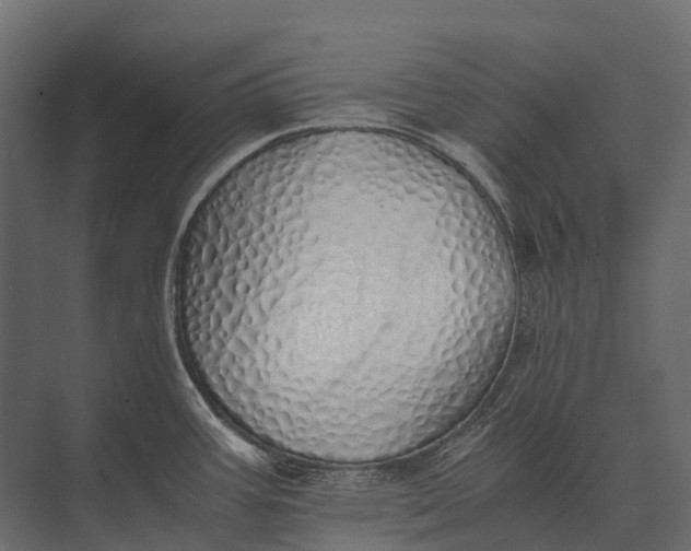 X0000073451387200608181227