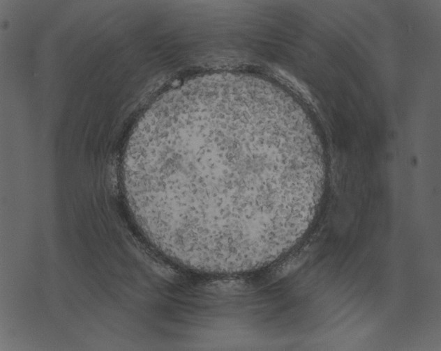 X0000073450065200608251716
