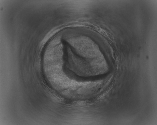 X0000073450295200608251713