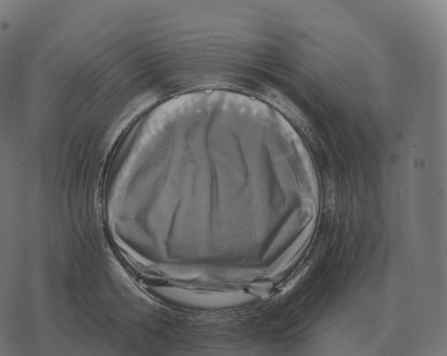 X0000073450806200608251704