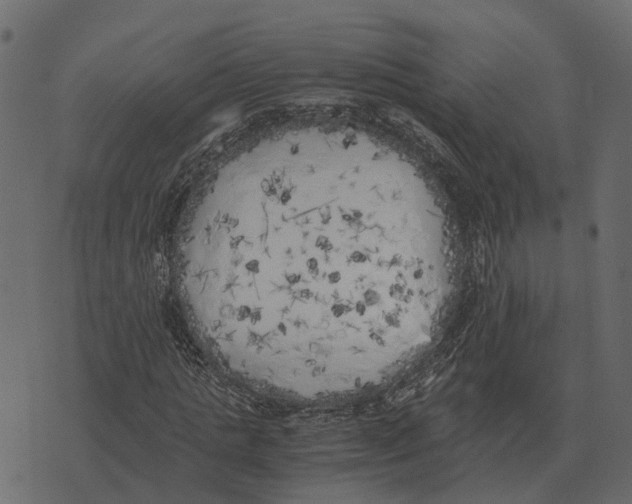 X0000073450821200608251703