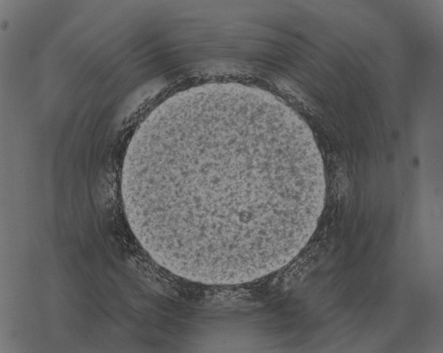 X0000073450824200608251703