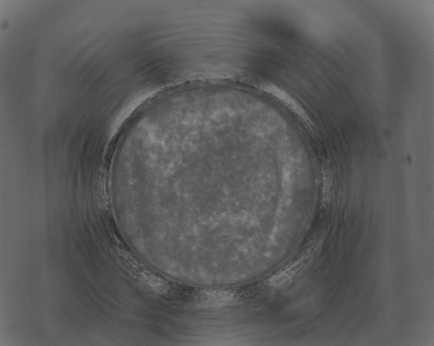 X0000073450878200608251703