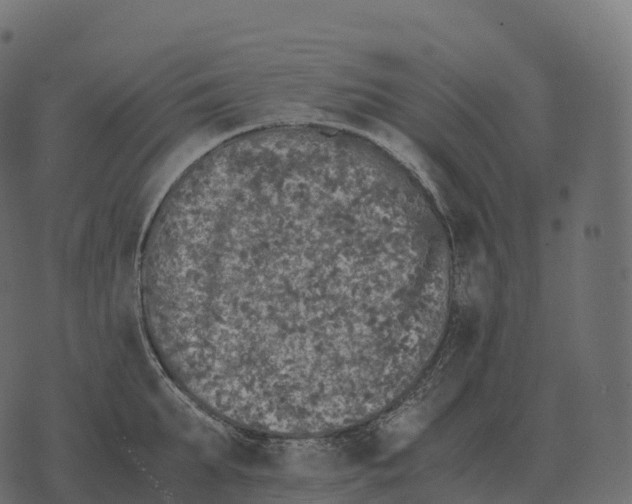 X0000073450903200608251703