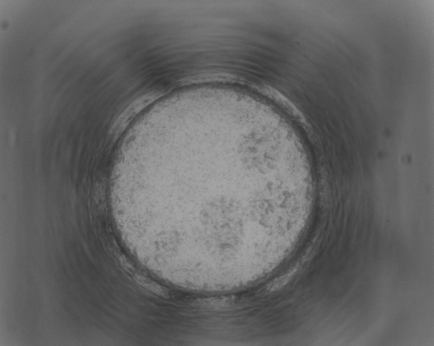 X0000073450937200608251702