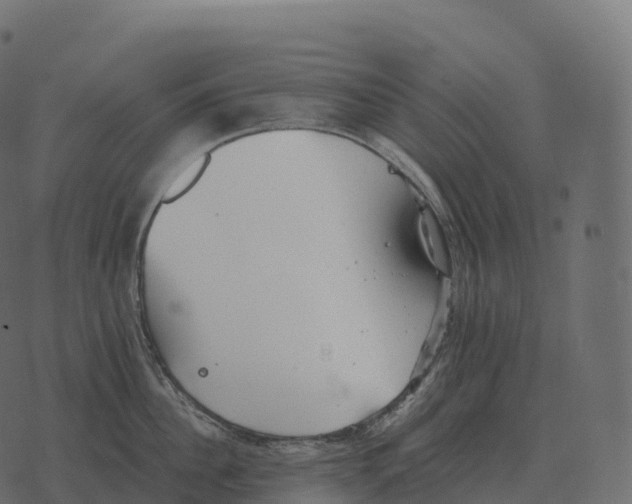 X0000073450956200608251702