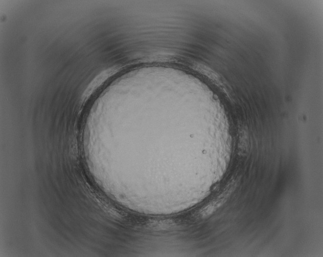 X0000073450978200608251701