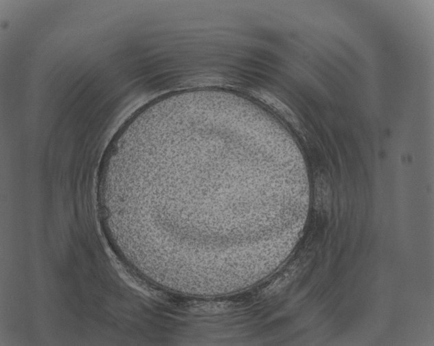 X0000073451039200608251701