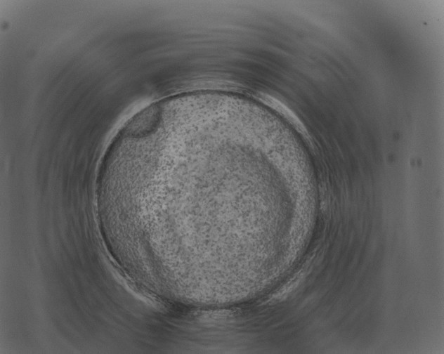 X0000073451043200608251701