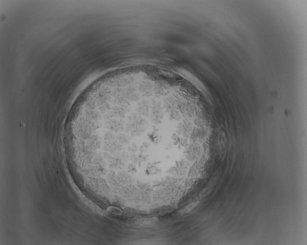 X0000073451055200608251701