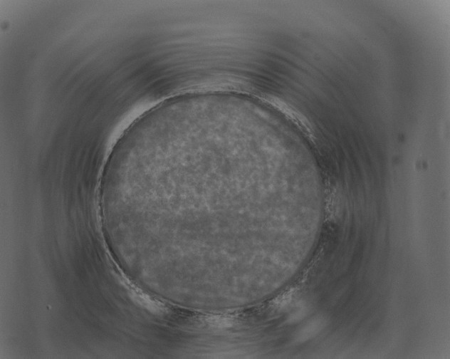 X0000073451086200608251700