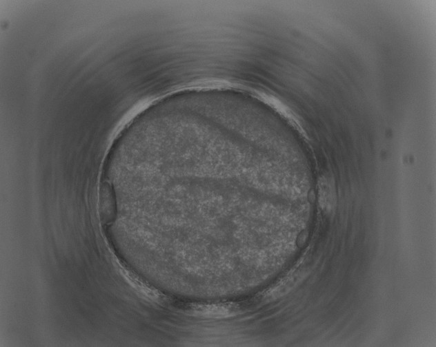 X0000073451229200608251657