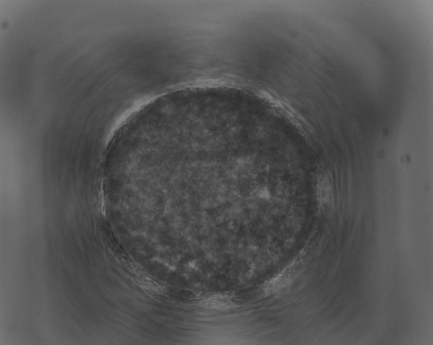 X0000073451262200608251657