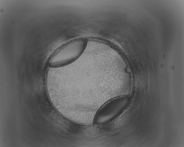 X0000073451263200608251657