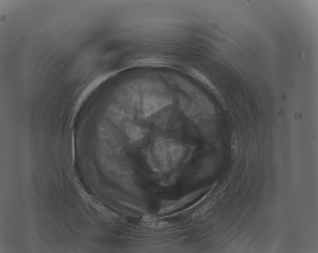 X0000073451323200608251656