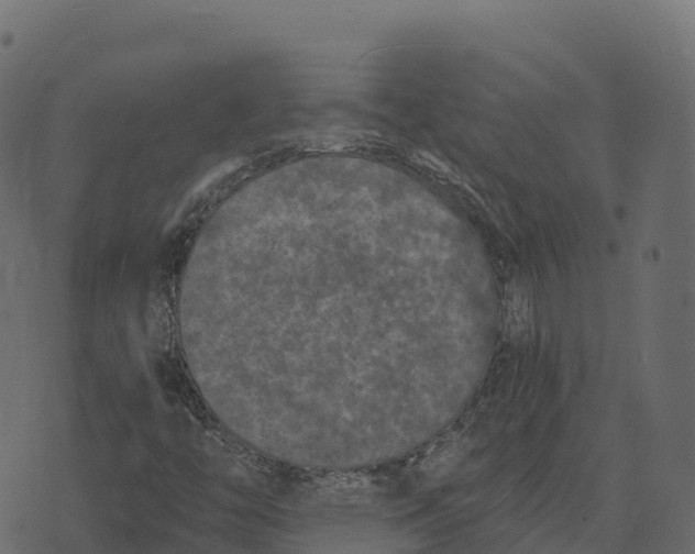 X0000073451446200608251654