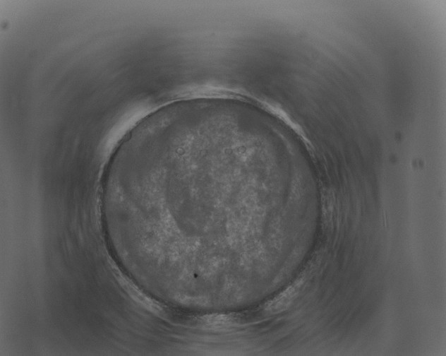 X0000073451463200608251653