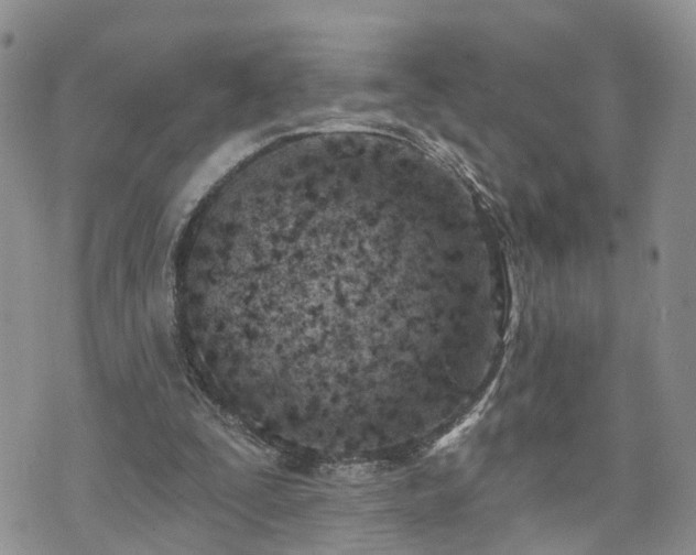 X0000073460295200608041059