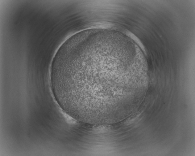 X0000073461099200608111503