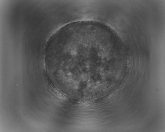 X0000073461262200608111501