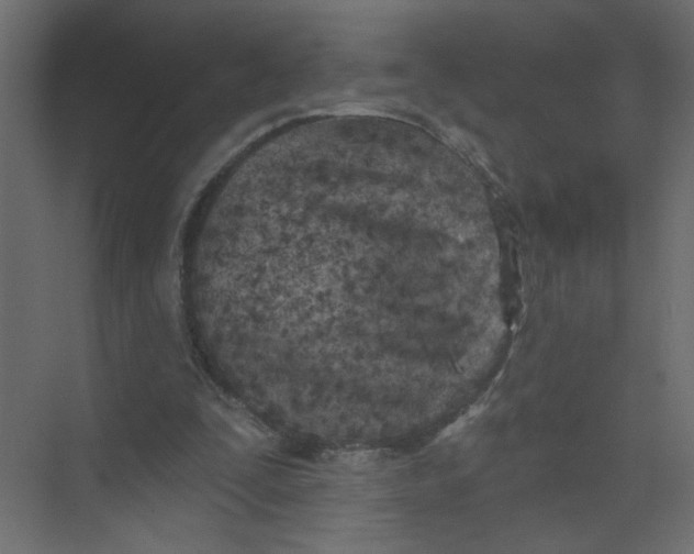 X0000073460295200608181312