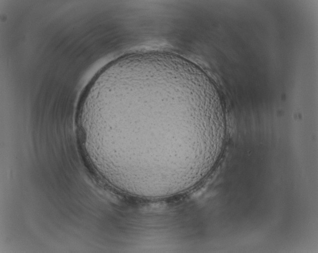 X0000073460196200608251740