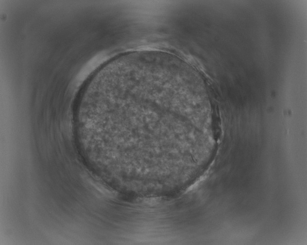 X0000073460295200608251738