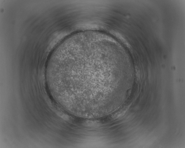 X0000073460487200608251735