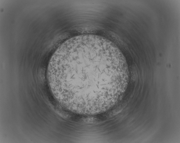 X0000073460695200608251732