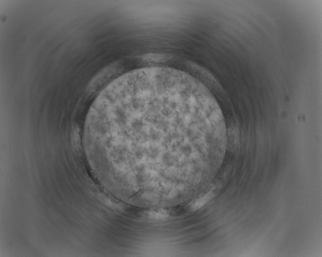 X0000073460765200608251731