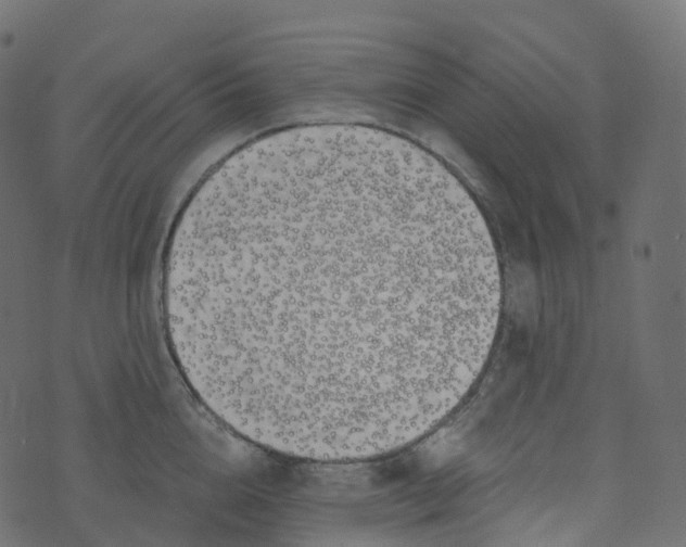 X0000073460856200608251730