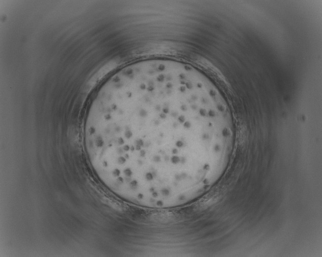 X0000073460882200608251729