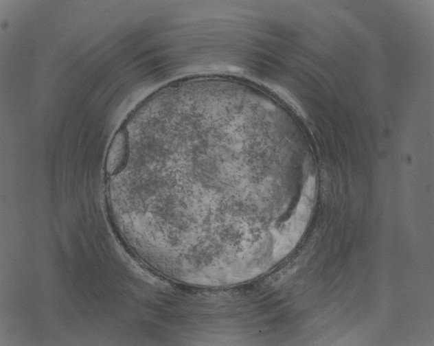 X0000073460895200608251729