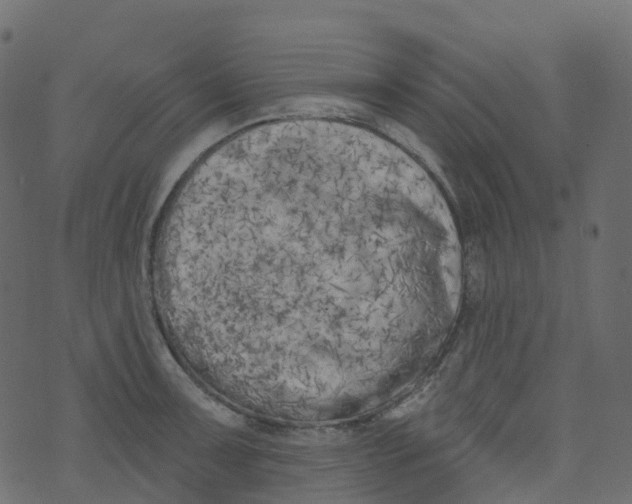 X0000073461091200608251725