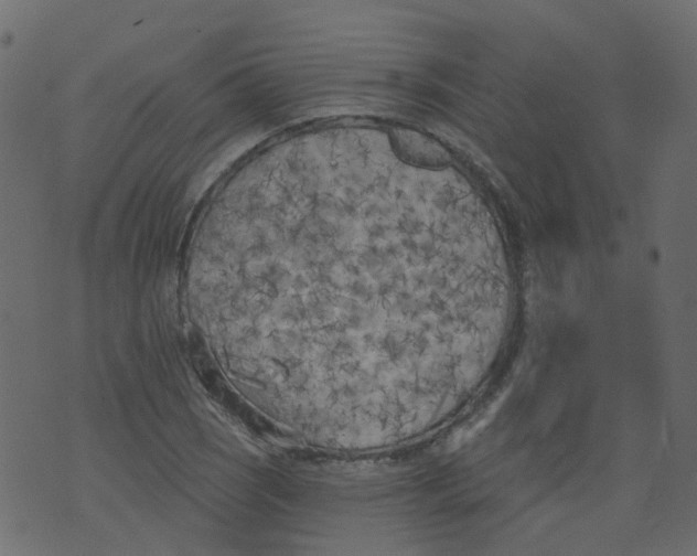 X0000073461121200608251725