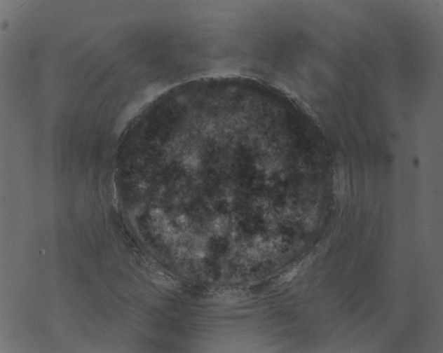 X0000073461262200608251723