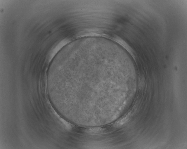 X0000073461290200608251722