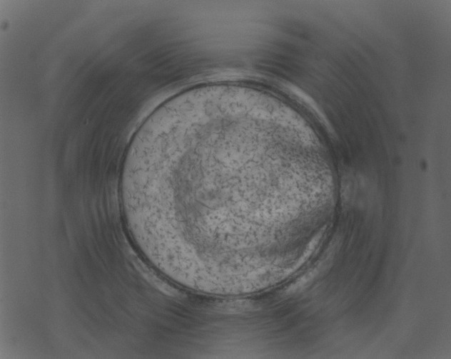 X0000073461417200608251720