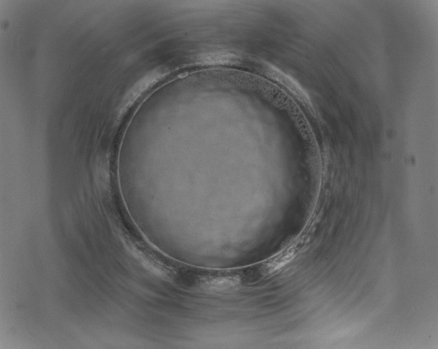 X0000073470155200607281251