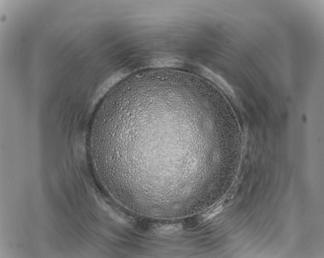 X0000073470155200608041126