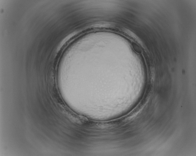 X0000073470829200608251755
