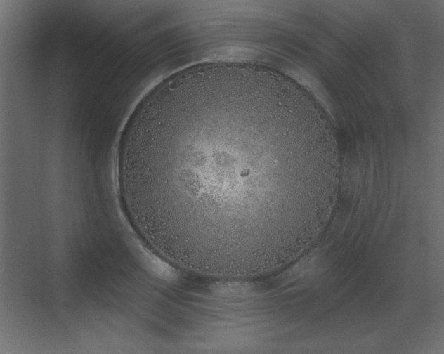 X0000073481083200607311154