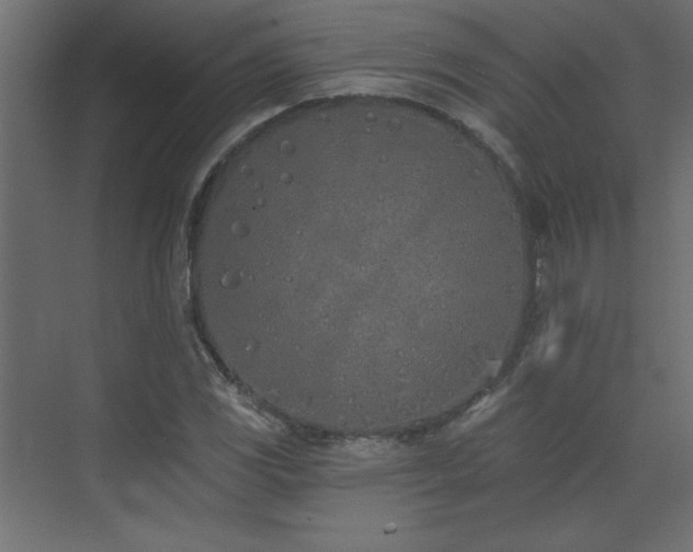 X0000073481117200607311153