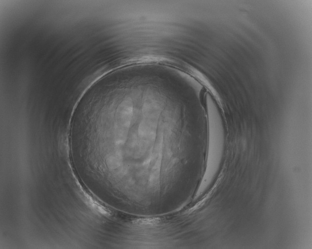 X0000073480810200608071019